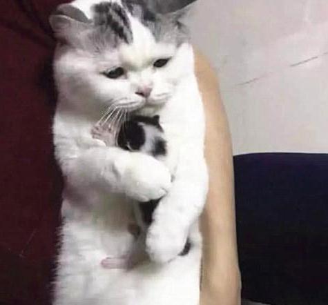 猫咪生下一只独苗，女子假装要送走小猫，低头一看却下不去手！