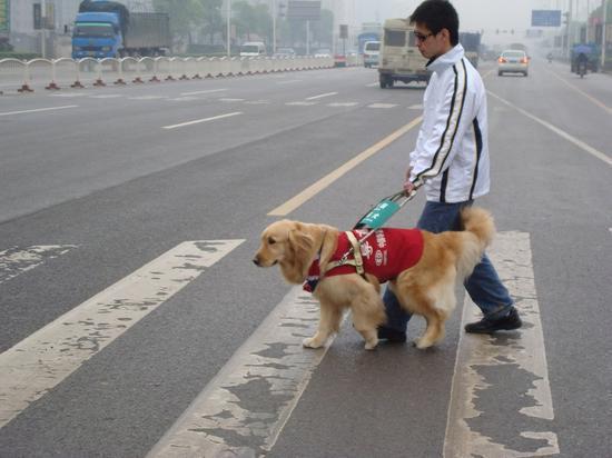 超萌导盲犬，奋不顾身保护主人，感人影片曝光