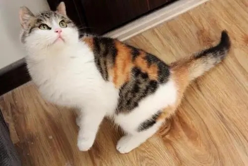 女子看见三花猫在看电视，不由得一脸问号：这是跟谁学的？