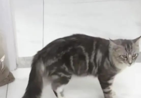 花3500元买的猫，不到一周就死亡！换了三次还出问题......