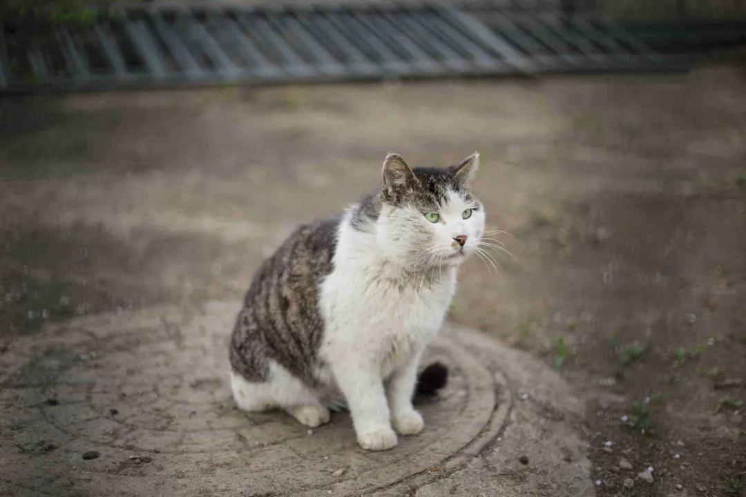 小猫被救后萌哭众人，女子却要将它送养。