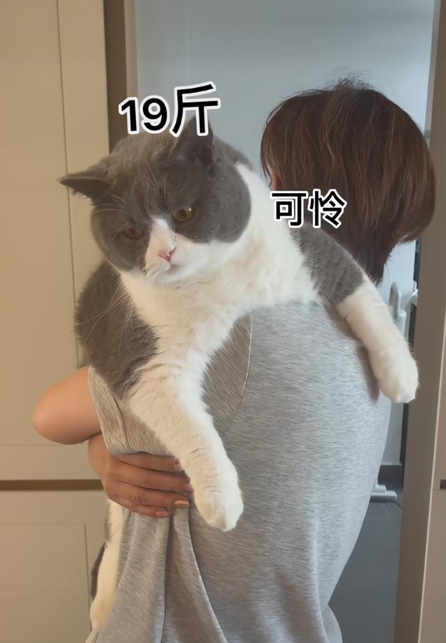 爱猫胜过爱女儿，一日三餐好好伺候最重的一只竟喂到19斤
