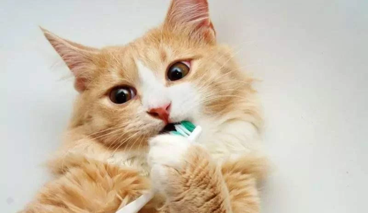 “第一次给我家猫咪刷牙,我被它骂了一晚上” “第一次给我家猫咪刷牙,我被它骂了一晚上”