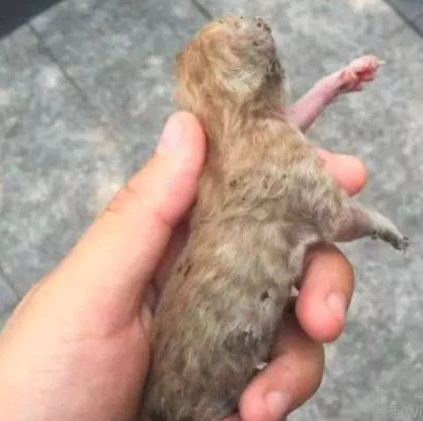 大学生偷渡垂死小猫进宿舍,4位奶爸轮流捧手心,养成了超美橘猫 大学生偷渡垂死小猫进宿舍,4位奶爸轮流捧手心,养成了超美橘猫