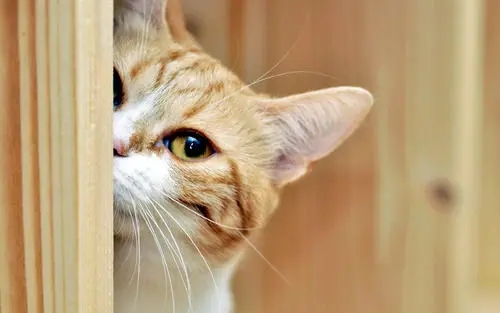 猫咪每天早晨叫醒主人,其实是猫咪给主人的“暗示” 猫咪每天早晨叫醒主人,其实是猫咪给主人的“暗示”