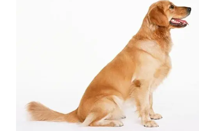 犬猫体表护理 狗狗身体各部位的护理知识 宠界新闻