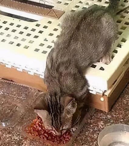 猫咪在门口守5天，忍着饥饿坐在门口收养可以给我个家吗