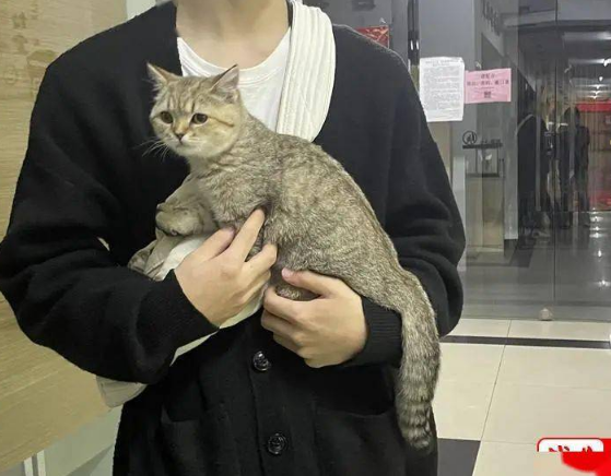 绍兴女子三个月前买的公猫,竟然变成了母猫……