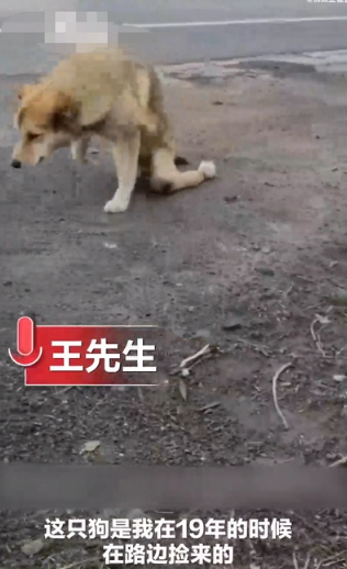 主人给自己的宠物做的房子 | 男子为狗狗做了一个公寓 让所有狗狗都眼馋