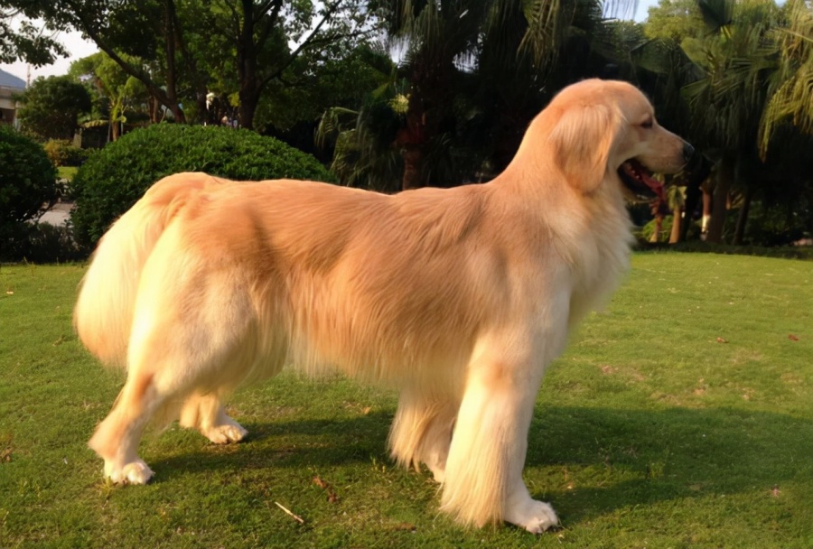 “肢解金毛犬、宠物狗被杀”等事件频频发生,动物保护法立法迫在眉睫 “肢解金毛犬、宠物狗被杀”等事件频频发生,动物保护法立法迫在眉睫