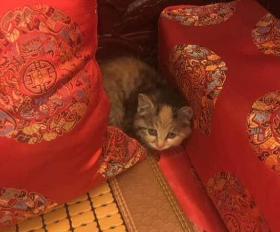 女子从外面捡回一只小奶猫,结果被流浪的橘猫跟踪了整整一晚上