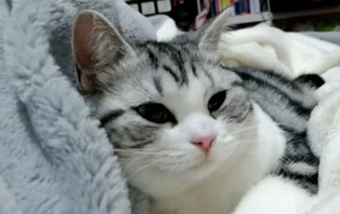 猫咪在外洗澡突然抽搐死亡，女子索赔5000元：全程尖叫为什么还洗