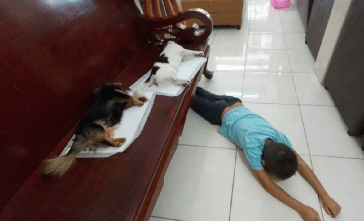 狗狗绝育后麻药未退,小男孩误以为它们死了,吓得跪地痛哭 狗狗绝育后麻药未退,小男孩误以为它们死了,吓得跪地痛哭