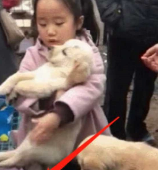 母亲要卖狗,女孩紧紧抱住小狗不肯放手,还把钱扔了:给钱也不卖 母亲要卖狗,女孩紧紧抱住小狗不肯放手,还把钱扔了:给钱也不卖