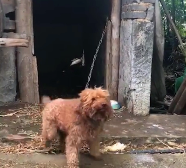 泰迪在农村被养成看家狗，憨壮老实，看到熟人还会摇尾巴……