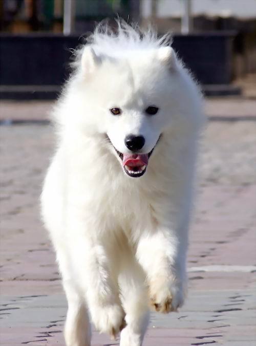 四蹄白色的狗图片