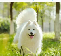 博美犬好还是网红好 | 女皇喜欢的博美和网红博美谁的影响力更大？
