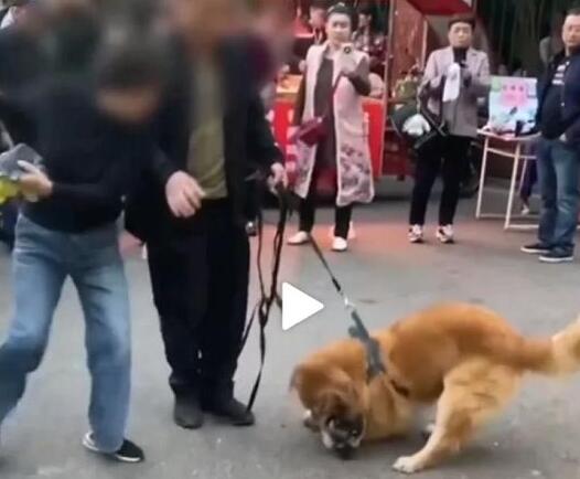 长沙一未拴绳小狗挑衅金毛，后被金毛按地撕咬，主人欲砸金毛被拦
