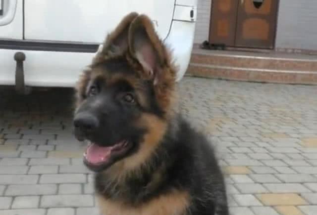 主人把德牧培养成警犬，三天后却被退回来，原因太搞笑