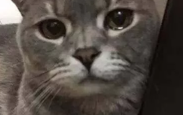 猫咪偷舔主人鸡肉,结果被一筷子打到爪子,猫咪随后行动让人扎心 猫咪偷舔主人鸡肉,结果被一筷子打到爪子,猫咪随后行动让人扎心