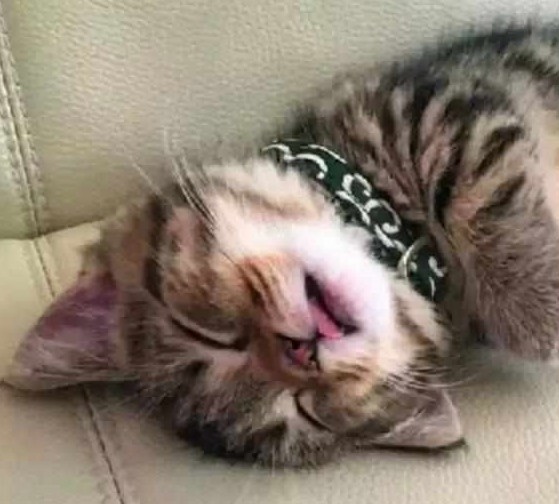 铲屎官发猫咪睡姿照,意外获得千万粉丝喜爱,小猫以睡觉而成名! 铲屎官发猫咪睡姿照,意外获得千万粉丝喜爱,小猫以睡觉而成名!