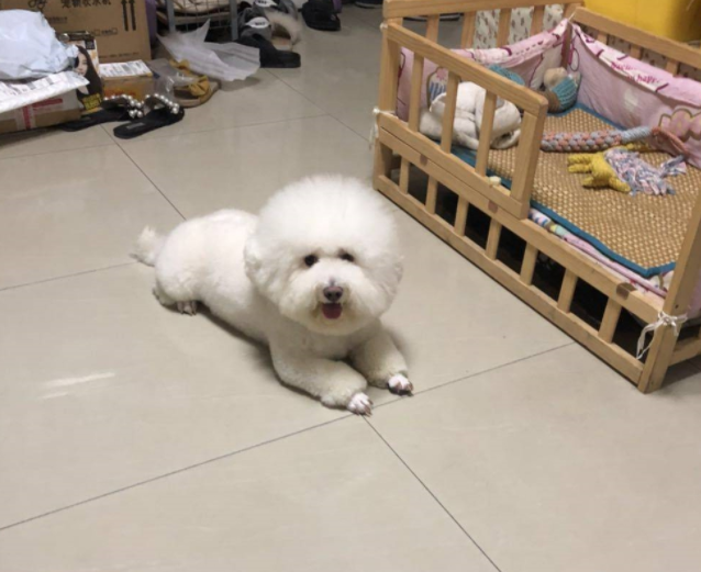 女友开了个玩笑,比熊犬在地上趴了半夜,眼泪不停的往下掉 女友开了个玩笑,比熊犬在地上趴了半夜,眼泪不停的往下掉