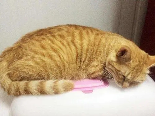 流浪橘猫路边捡食被车撞飞,兽医检查后发现橘猫行为背后的真相! 流浪橘猫路边捡食被车撞飞,兽医检查后发现橘猫行为背后的真相!