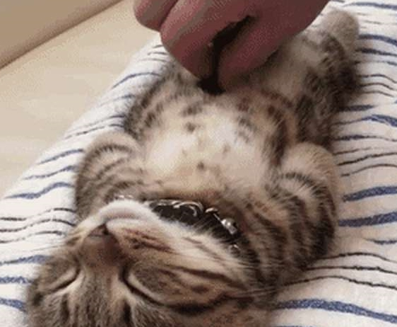 铲屎官发猫咪睡姿照,意外获得千万粉丝喜爱,小猫以睡觉而成名! 铲屎官发猫咪睡姿照,意外获得千万粉丝喜爱,小猫以睡觉而成名!
