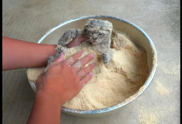 主人给猫全身涂满米糠粉,还以为要下油锅,猫:隔壁小孩都馋哭了 主人给猫全身涂满米糠粉,还以为要下油锅,猫:隔壁小孩都馋哭了