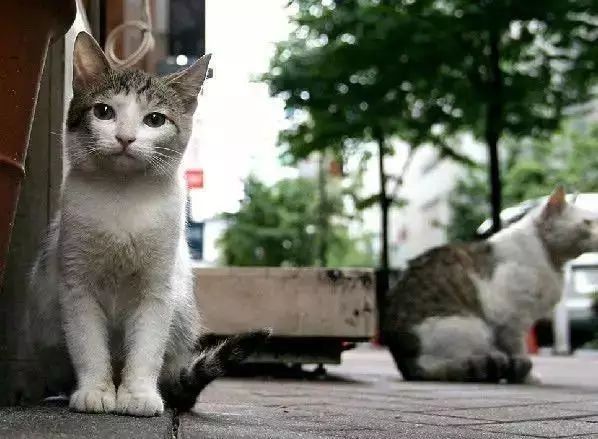流浪小猫羡慕家猫生活，主动上门求收养：您介意再多只猫吗？