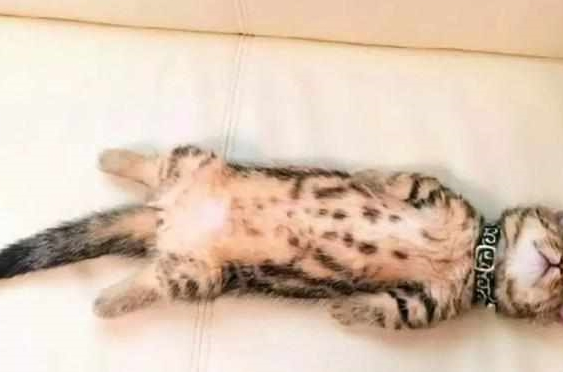 铲屎官发猫咪睡姿照,意外获得千万粉丝喜爱,小猫以睡觉而成名! 铲屎官发猫咪睡姿照,意外获得千万粉丝喜爱,小猫以睡觉而成名!