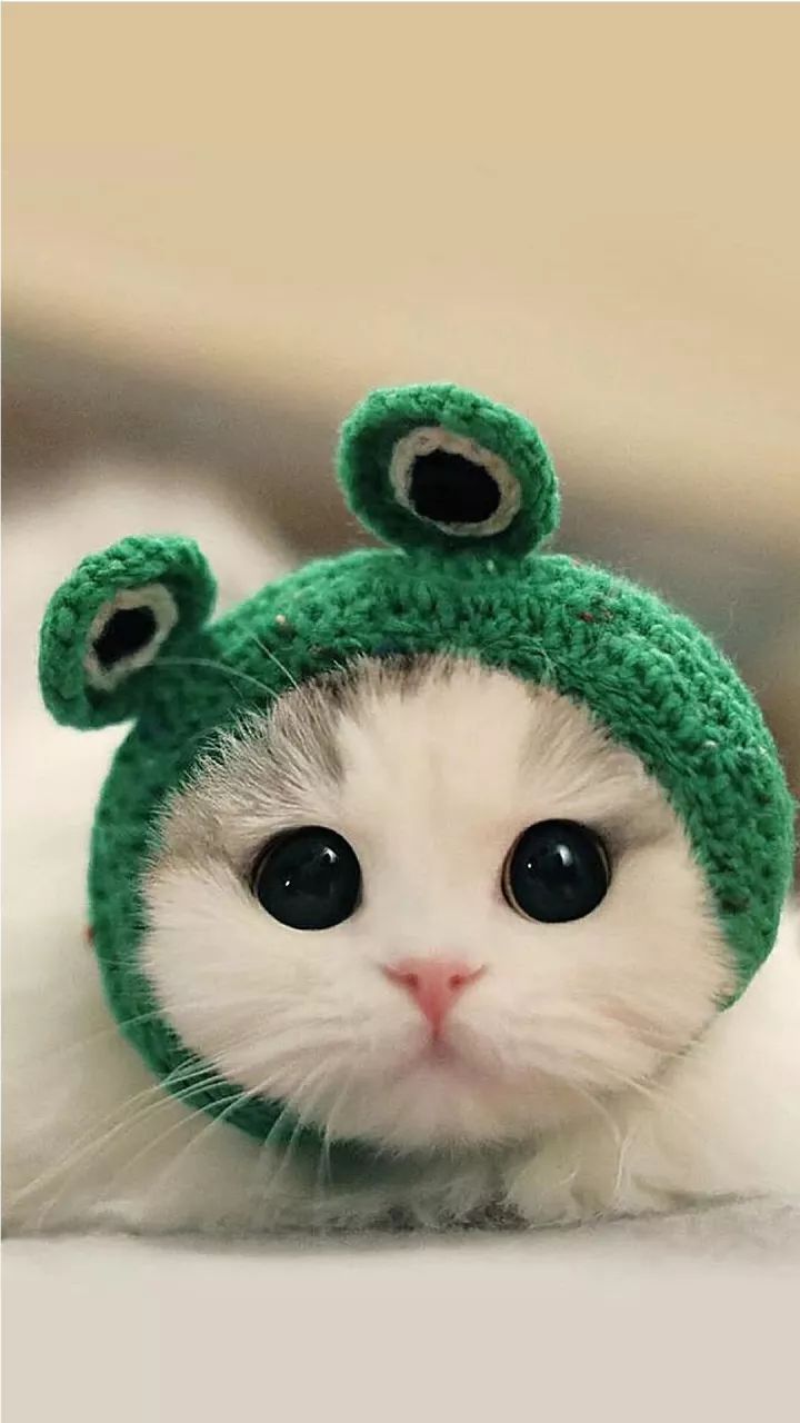 野生大熊猫雪地做“吃播”,两次被拍下,憨态可掬惹人爱 野生大熊猫雪地做“吃播”,两次被拍下,憨态可掬惹人爱