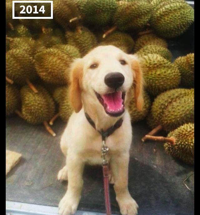 金毛帮主人卖榴莲，一卖就是7年销量上百万，还获得最佳笑容奖