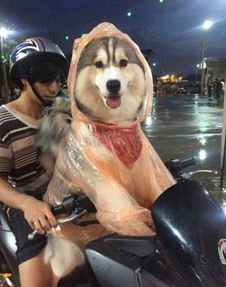 主人宁愿自己淋雨，也要给狗狗穿雨衣，真相让铲屎官们感同身受