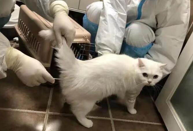 主人被隔离猫咪咋办？防疫人员当起“铲屎官”，还给它送罐头测核酸