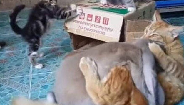 被兔子一个箭步按趴下，动都不敢动的猫咪，背后原因让人心疼