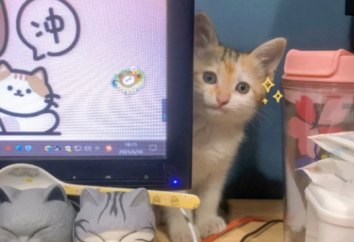 为了云养猫事业,人类付出了哪些努力? 为了云养猫事业,人类付出了哪些努力?