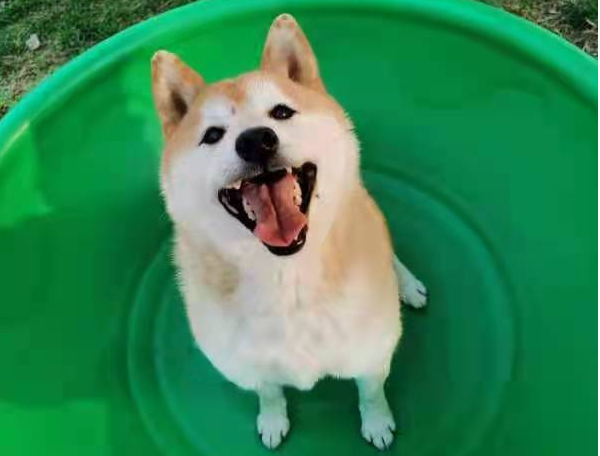 16万元！网红柴犬“登登”拍出天价 买受人：要给它一个安稳的家