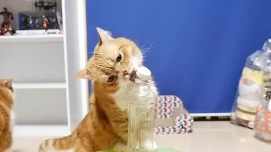 猫咪半夜被送去急诊，医生看后却憋不住笑了：这么上头的吗？