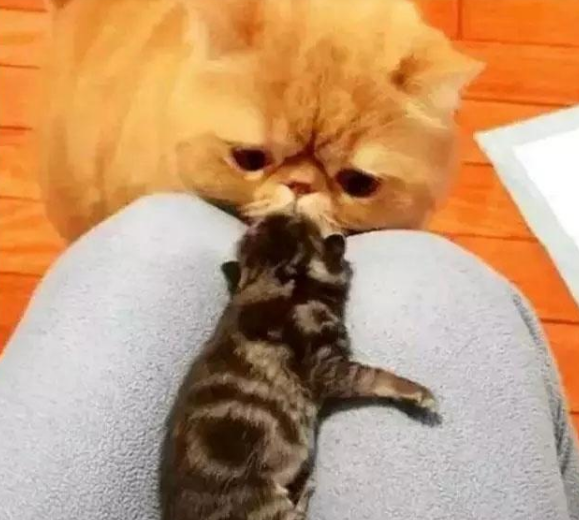 加菲猫借种后产下独子，却发现跟自己长得不一样，猫：想不通好郁闷