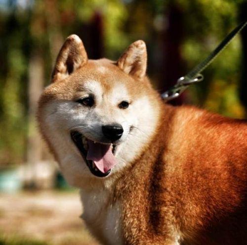 16万元！网红柴犬“登登”拍出天价 买受人：要给它一个安稳的家