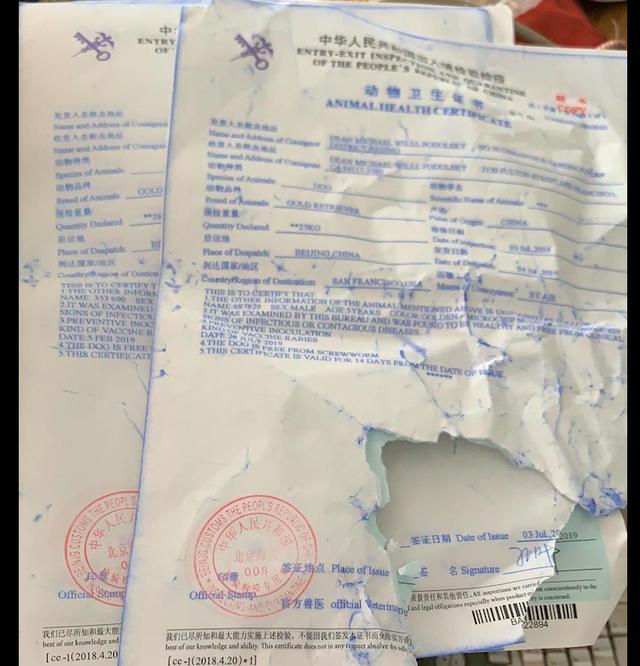 残疾金毛为留在恩人身边，竟把护照撕得粉碎：看你还怎么送我走