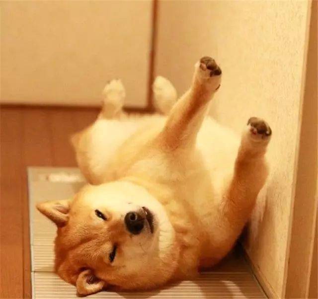 柴犬从小睡主人身上,趁宠主熟睡时躺好,还以为自己是奶狗呢 柴犬从小睡主人身上,趁宠主熟睡时躺好,还以为自己是奶狗呢