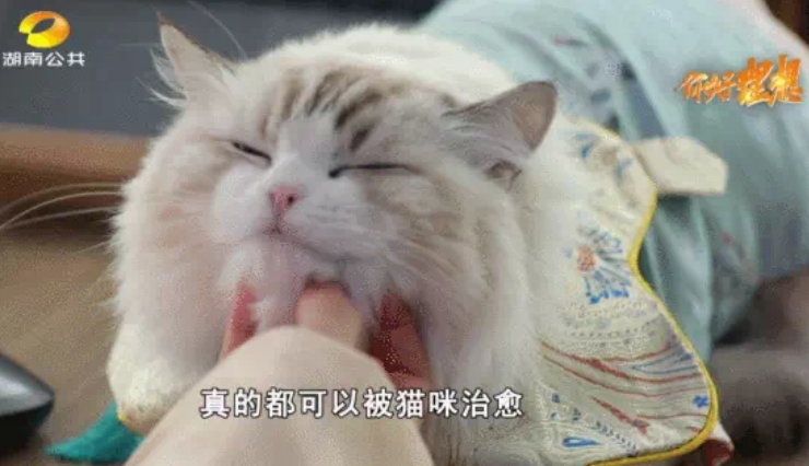 神仙工作！90后湖南妹子北漂返乡给猫咪设计汉服，月入7万，边工作边撸猫
