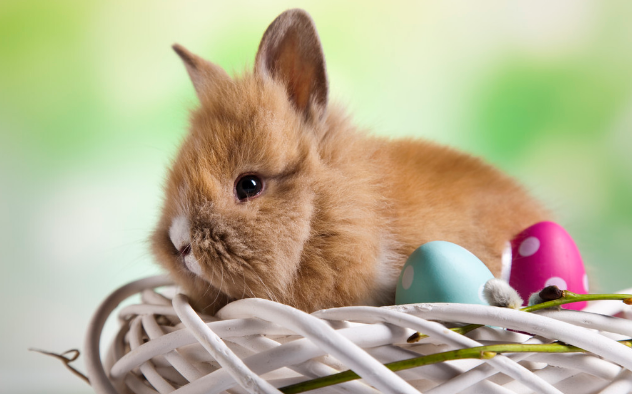 标准金吉拉兔吃什么,标准金吉拉兔怎么选,标准金吉拉兔多少钱