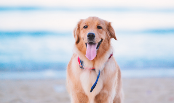 济南一社区现最严“禁犬令” 不准养狗否则入户打死