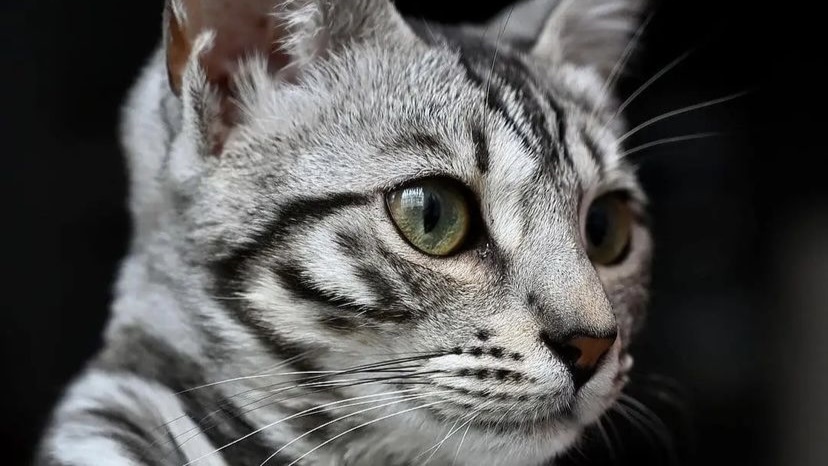 猫咪脸上长了好些结痂？