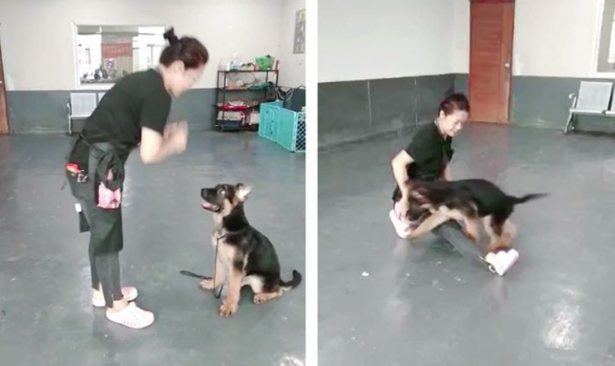 德牧犬乱大小便怎么办?广州正规训犬基地45天训练狗狗学会定点排便 德牧犬乱大小便怎么办?广州正规训犬基地45天训练狗狗学会定点排便