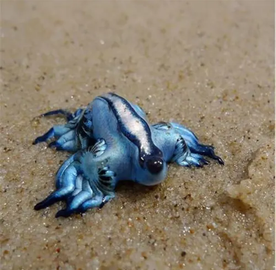 盘点30种罕见动物：日本水族馆惊现人脸螃蟹-罕见
