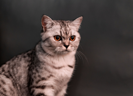 晚安故事:会说话的猫